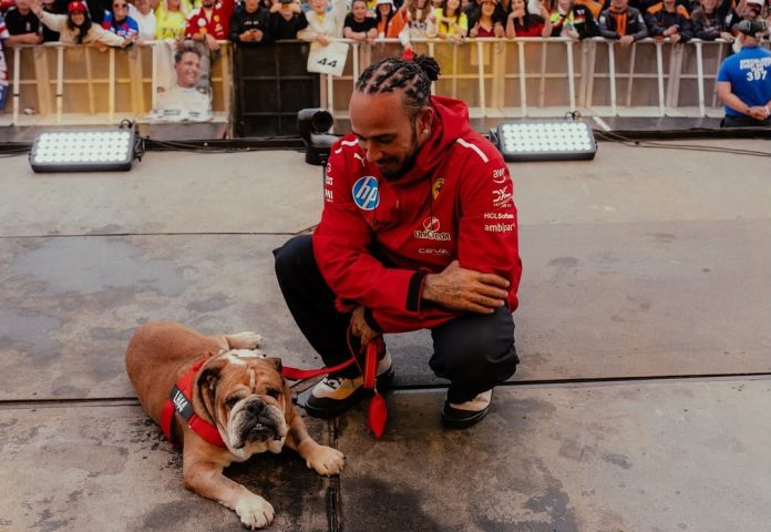 Best Dog Dad Ever? F1’s Lewis Hamilton Skips Ferrari Test to Be with Comatosed Bulldog